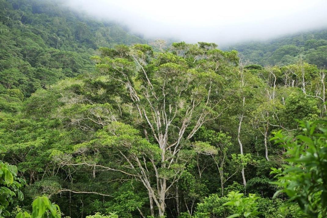 Taorayina Nature Lodge- Immersed In The Forest Эль-Саино Экстерьер фото